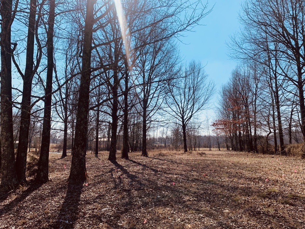 5249 Hugh Woodard Road Springfield, TN 37172 - Photo 11 of 11 a view of empty space with tree