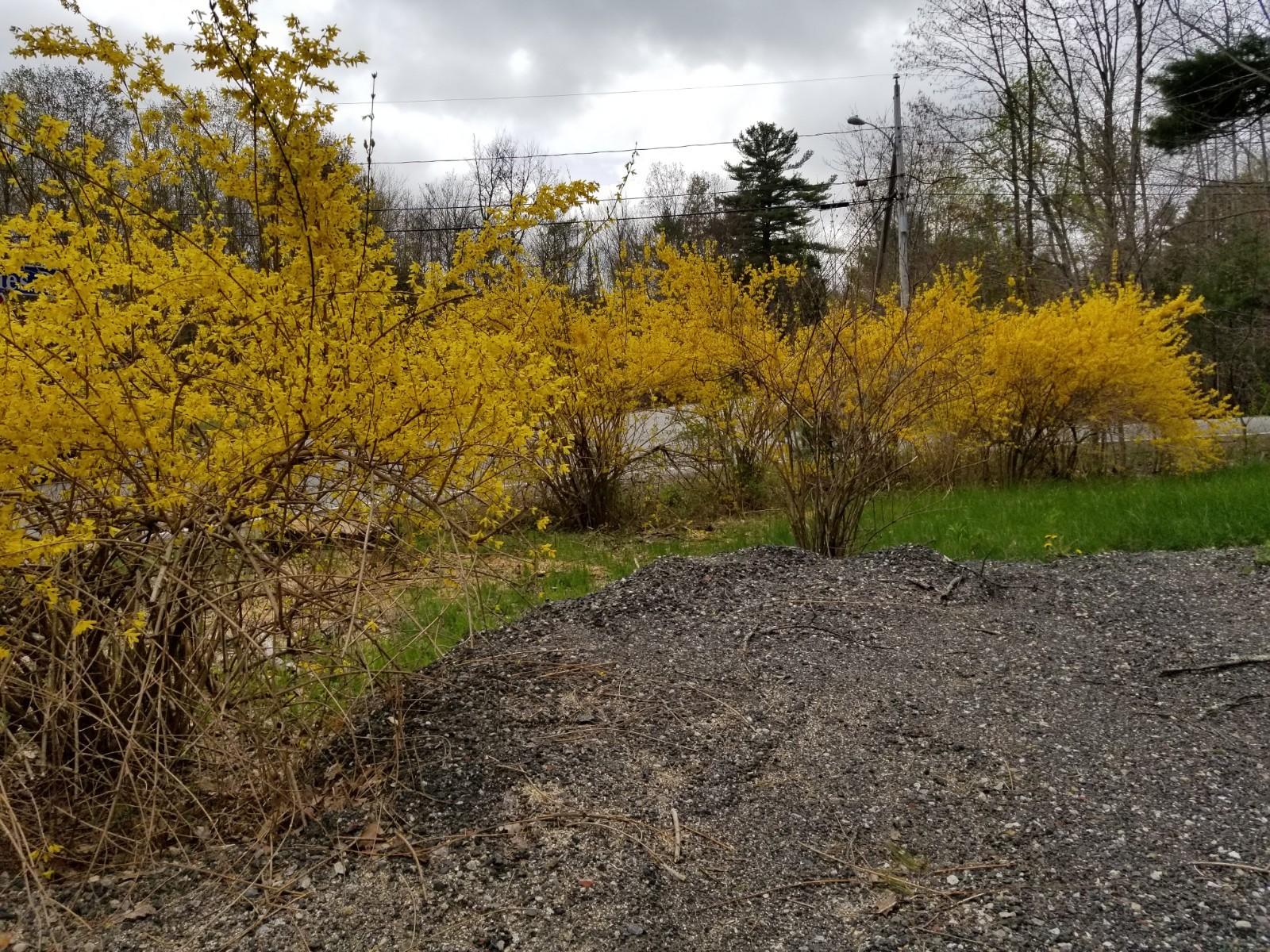 2 Holmes Road Saco, ME 04072 - Photo 19 of 19 Yard
