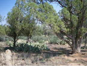 15325 North Talking Rock Ranch Road Prescott, AZ 86305 - Photo 3 of 7 a view of a forest filled with trees
