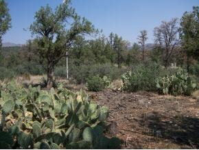 15325 North Talking Rock Ranch Road Prescott, AZ 86305 - Photo 4 of 7 a view of a forest with trees in the background
