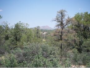 15325 North Talking Rock Ranch Road Prescott, AZ 86305 - Photo 6 of 7 a view of a forest with a mountain in the background