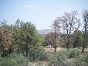 15325 North Talking Rock Ranch Road Prescott, AZ 86305 - Photo 7 of 7 a view of a forest with a tree