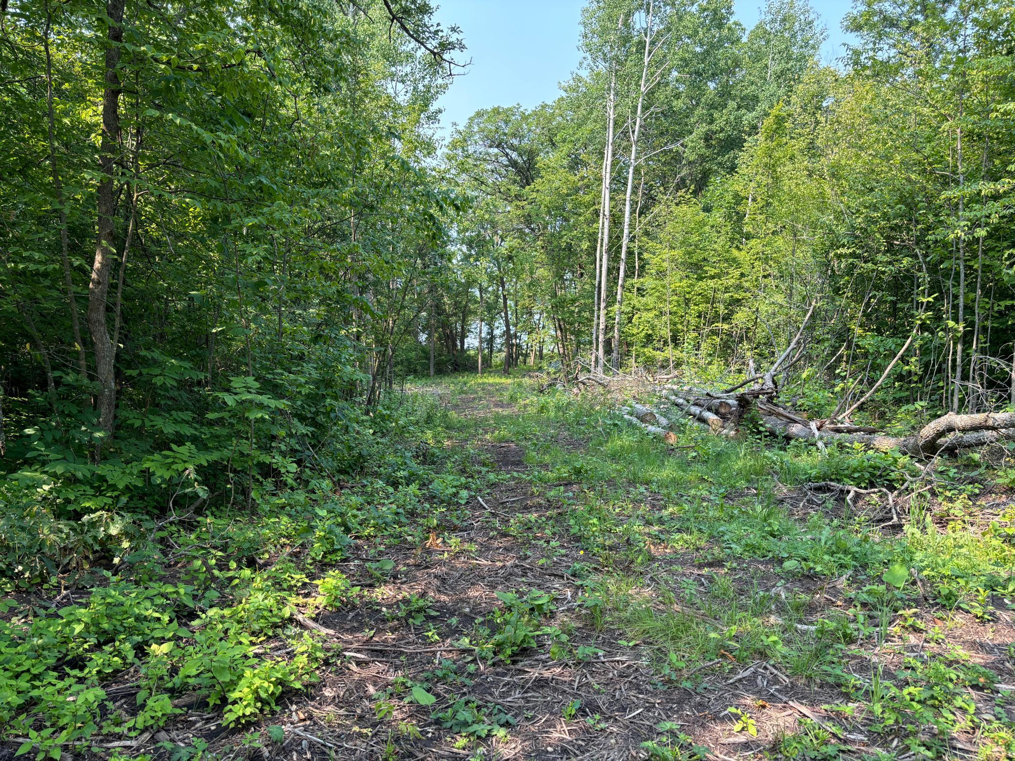 1246 Island Lake Road Lengby, MN 56651 - Photo 4 of 14