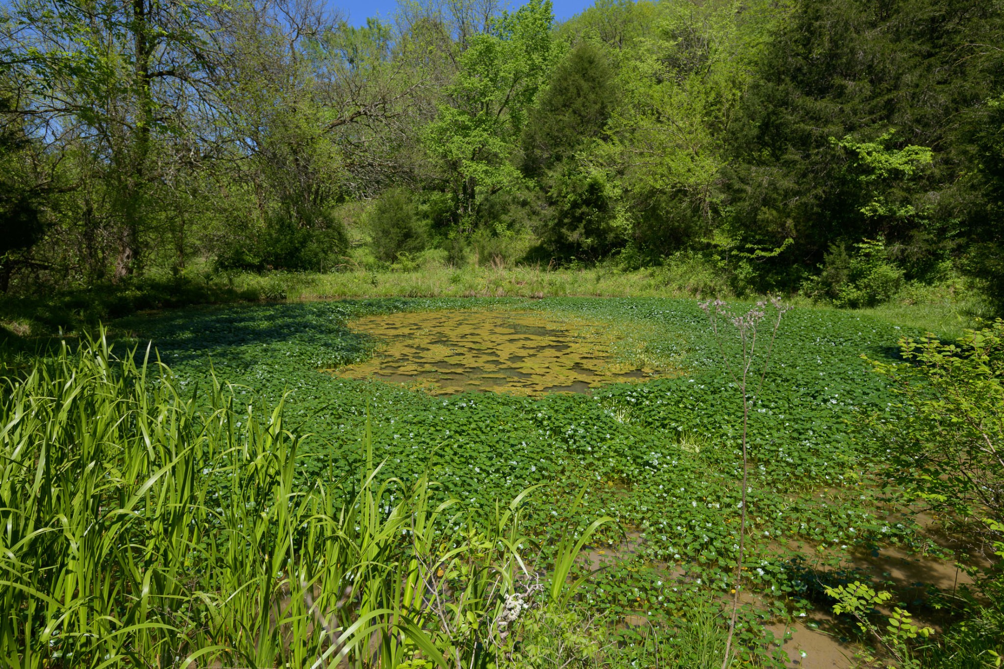 4496 Lower Helton Road Alexandria, TN 37012 - Photo 36 of 40 a view of a lush green forest