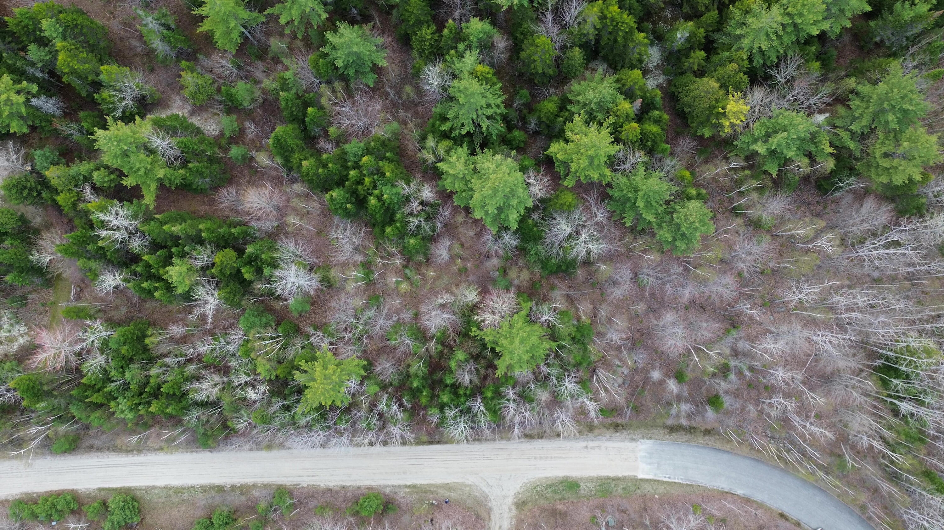 Lot 1 Bailey Mountain Road Franklin, ME 04634 - Photo 5 of 12