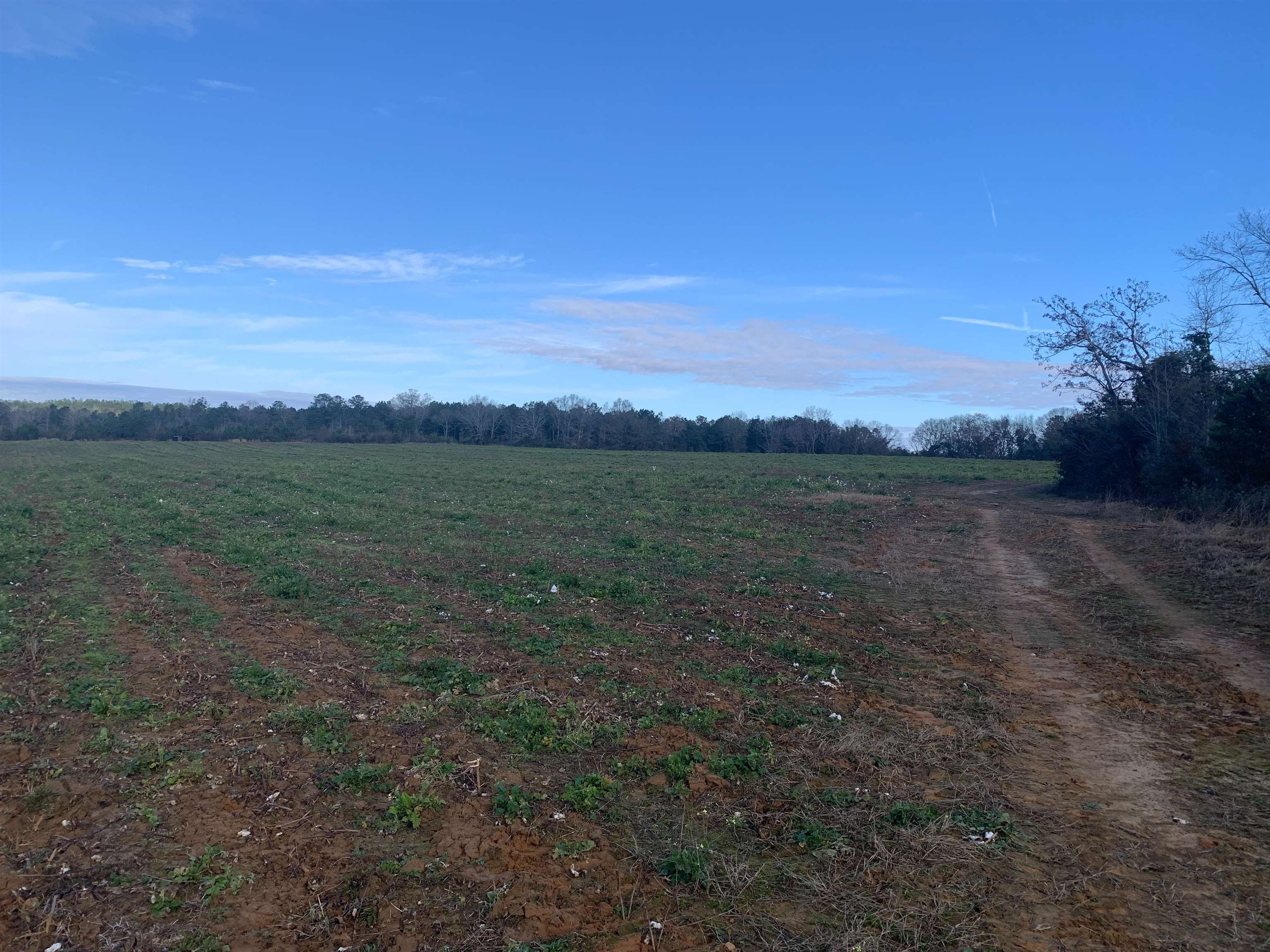 69-ac Welcome Church Road Red Level, AL 36474 - Photo 3 of 3 Gallery Image 3