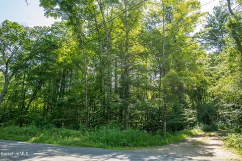 a view of a lush green forest