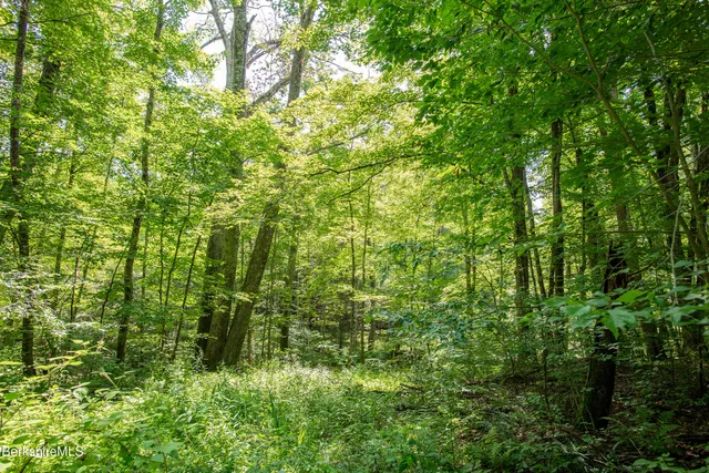 a view of a lush green forest