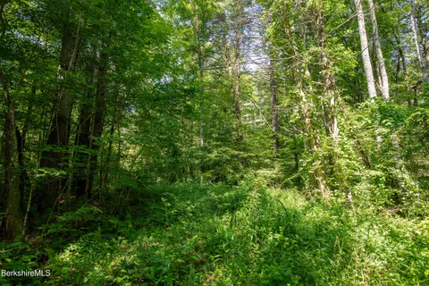 a view of a lush green forest