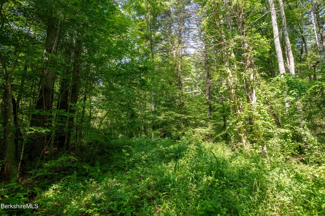 a view of a lush green forest