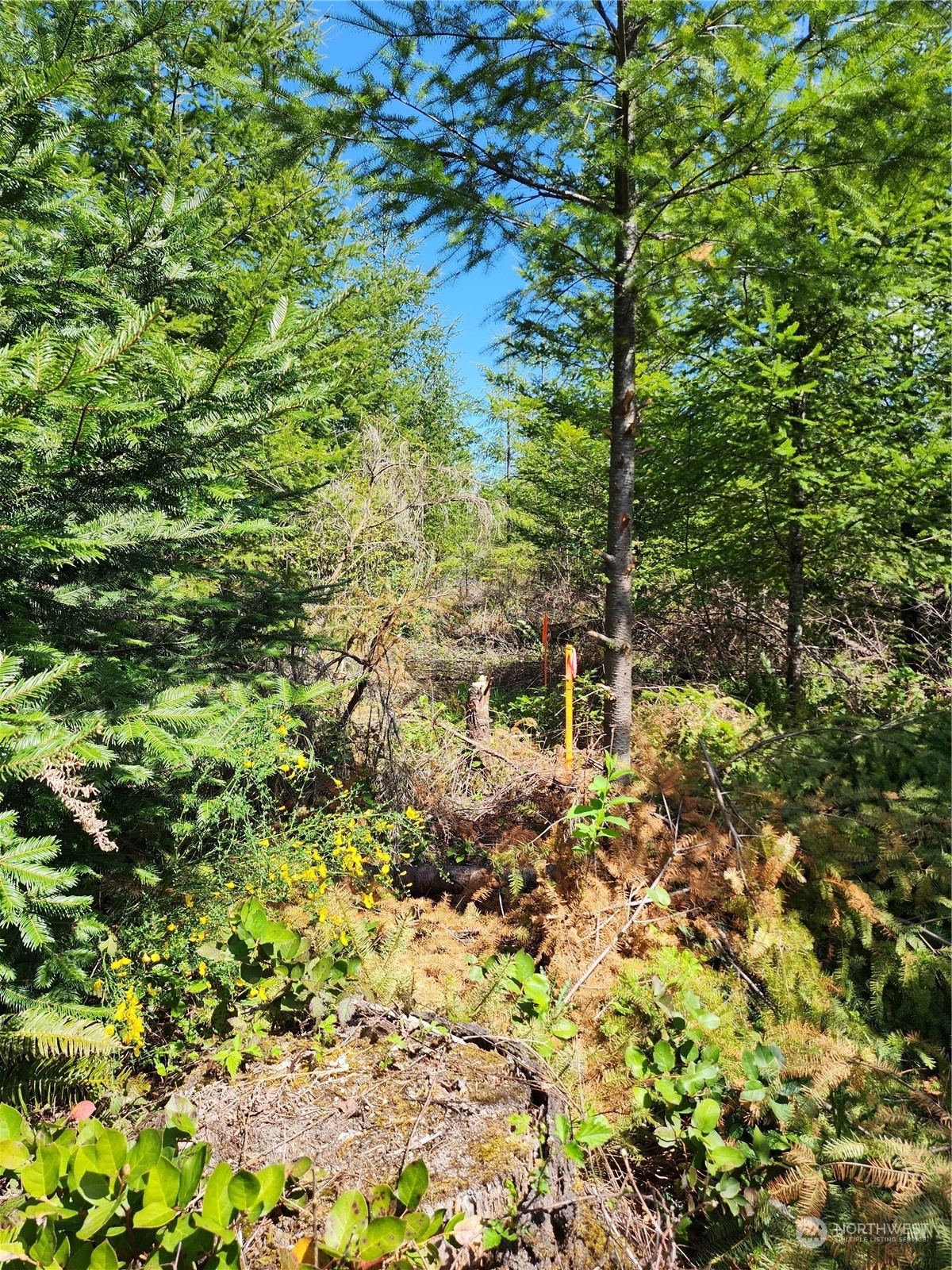 59 Foreman Road McCleary, WA 98557 - Photo 10 of 15 Gallery Image 10