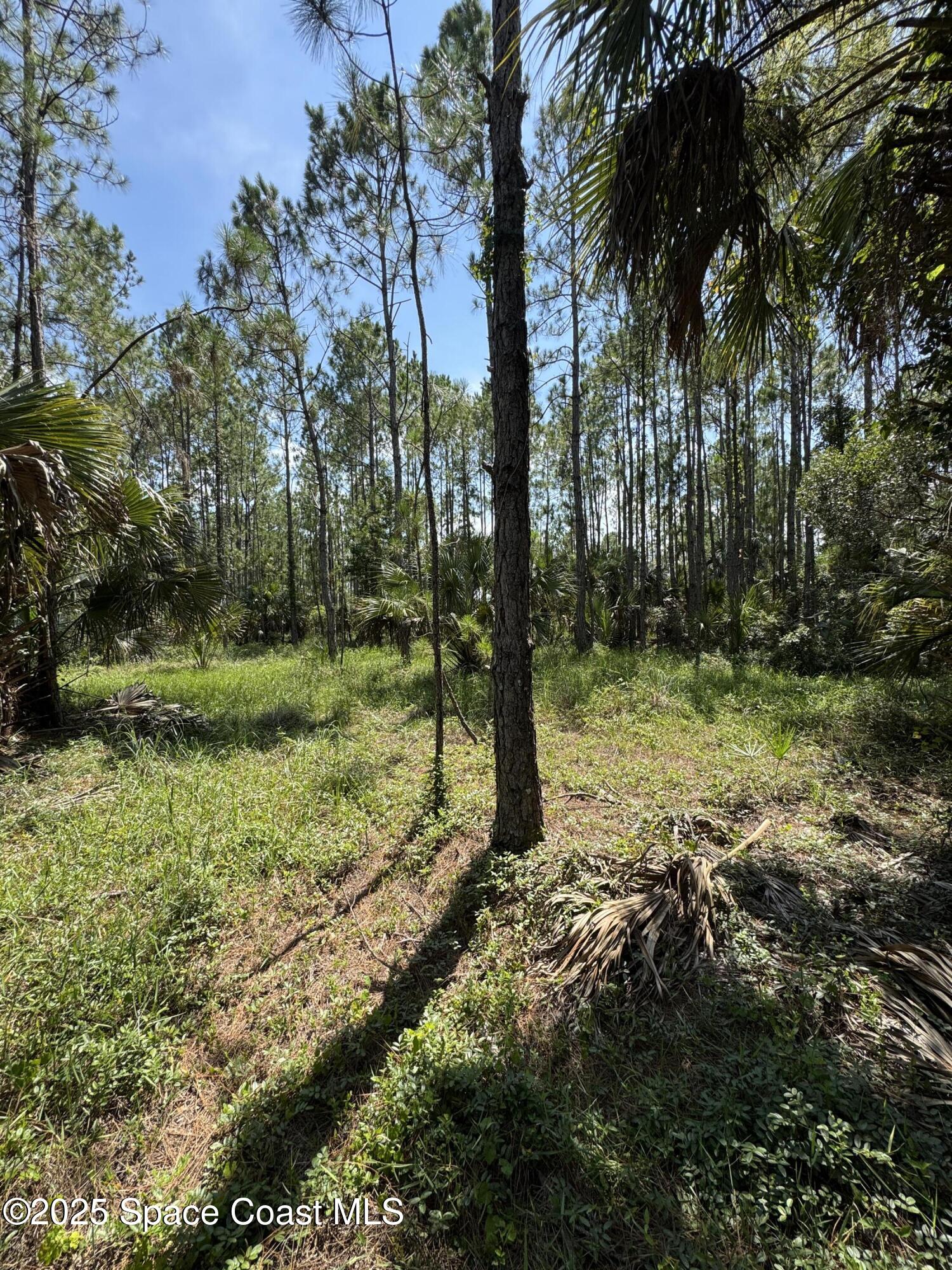 4300 Justa Road Mims, FL 32754 - Photo 37 of 55 a large tree in the middle of a yard