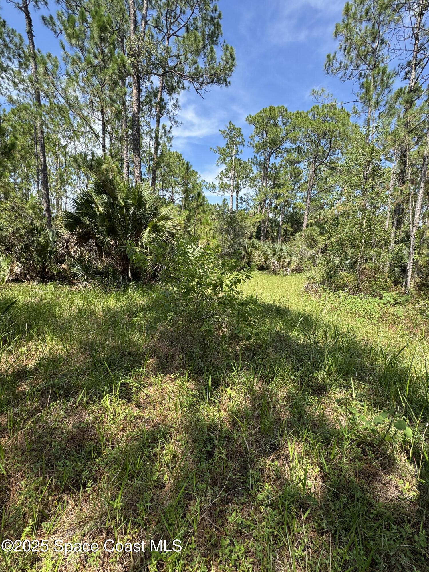 4300 Justa Road Mims, FL 32754 - Photo 42 of 55 a view of a lush green forest