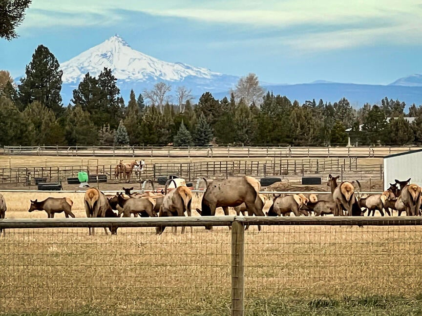 18425 Pinehurst Road Bend, OR 97703 - Photo 16 of 21 Elk