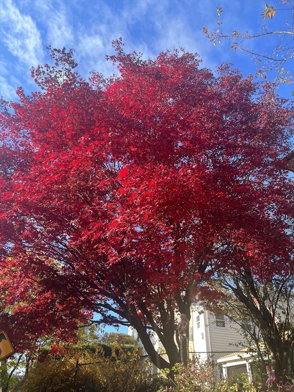 6 Arborough Road, Unit 2 Boston, MA 02131 - Photo 3 of 40 a view of a tree in a yard