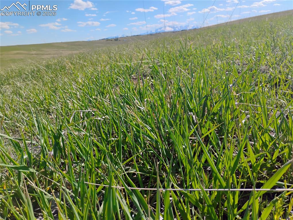 5565 Walker Road Colorado Springs, CO 80908 - Photo 3 of 28