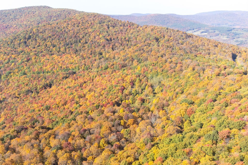 77 Carroll Hinkley Road Roxbury, NY 12474 - Photo 23 of 48