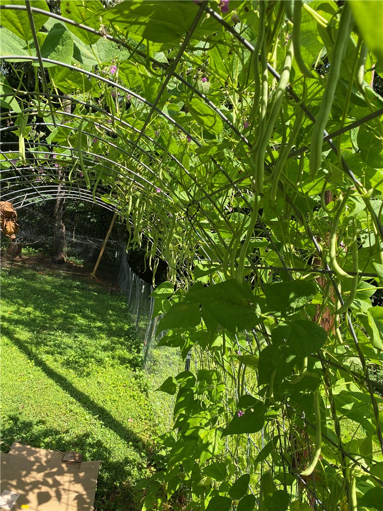 623 West Springwood Drive Seneca, SC 29672 - Photo 43 of 50 Cultivate your own organic bounty in this vibrant, thriving garden space.