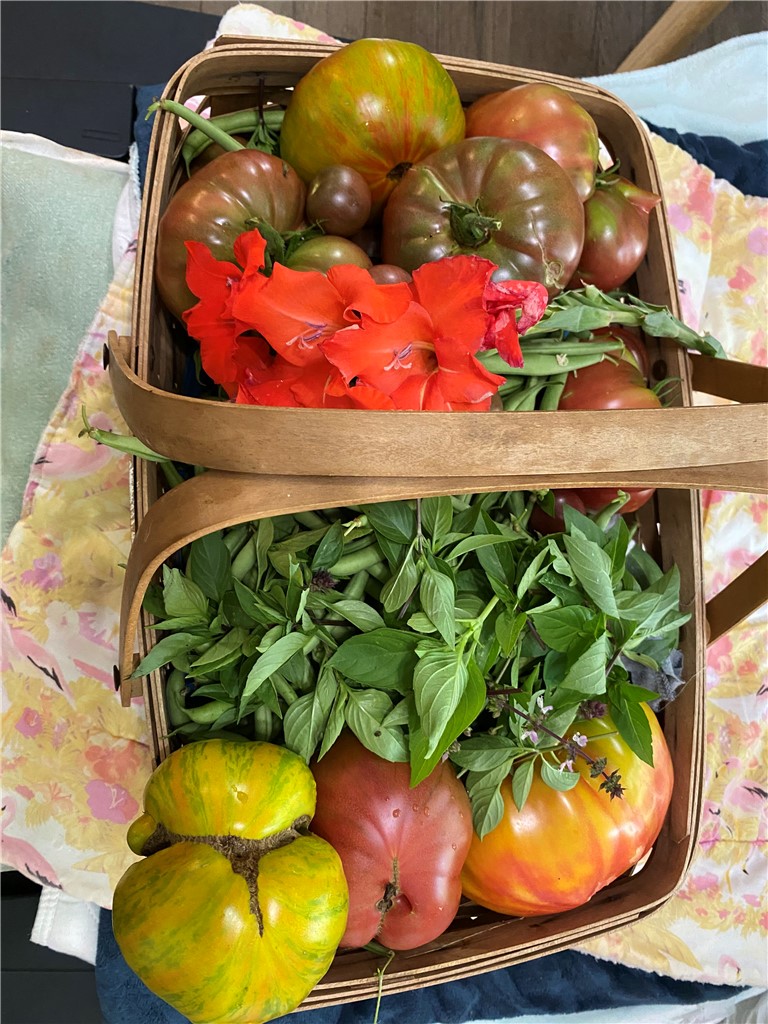 623 West Springwood Drive Seneca, SC 29672 - Photo 45 of 50 This garden basket overflows with a vibrant harvest of ripe tomatoes and fresh basil.