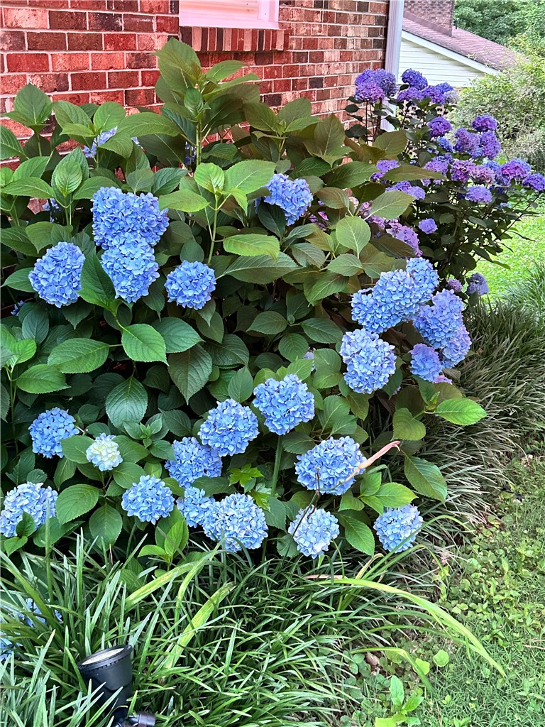 623 West Springwood Drive Seneca, SC 29672 - Photo 46 of 50 Lush hydrangeas bloom vibrantly, enhancing the charming brick exterior of this inviting home.