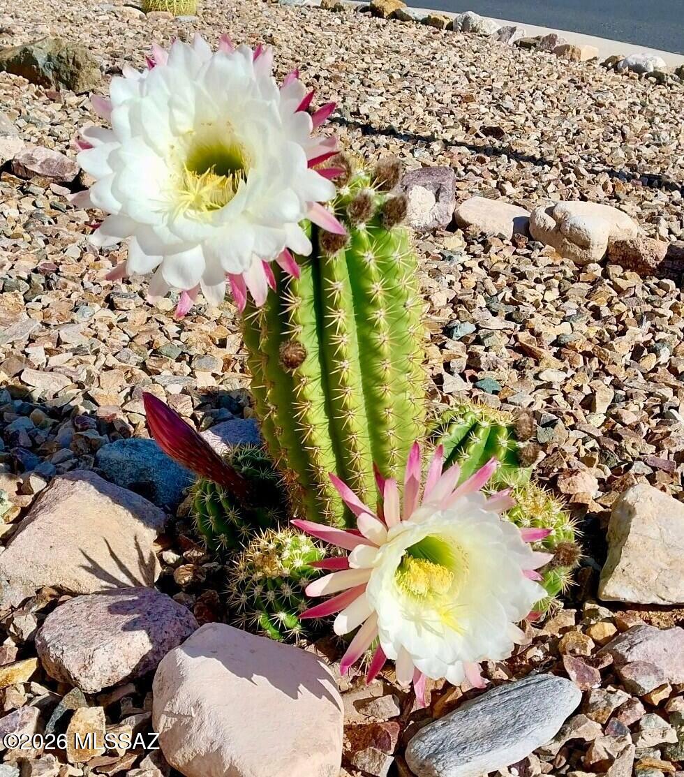 1030 Barrel Cactus Ridge, Unit 108 Benson, AZ 85602 - Photo 32 of 33 Blooming cactus