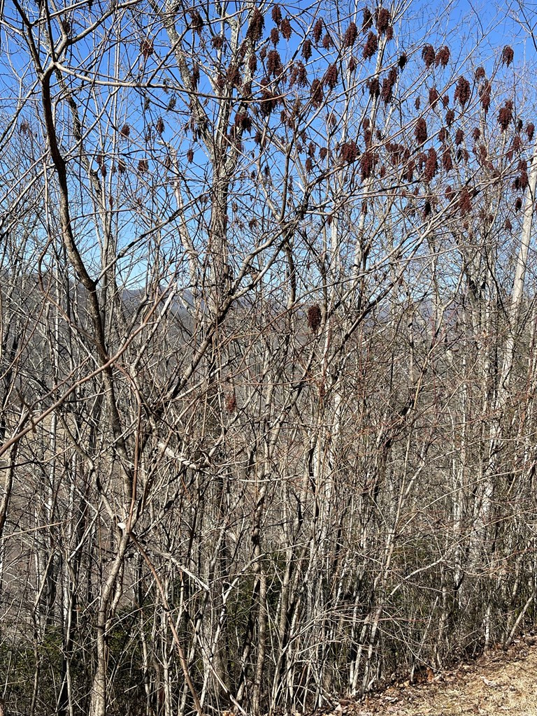 Lot 29 Ash Branch Road Hayesville, NC 28904 - Photo 2 of 5