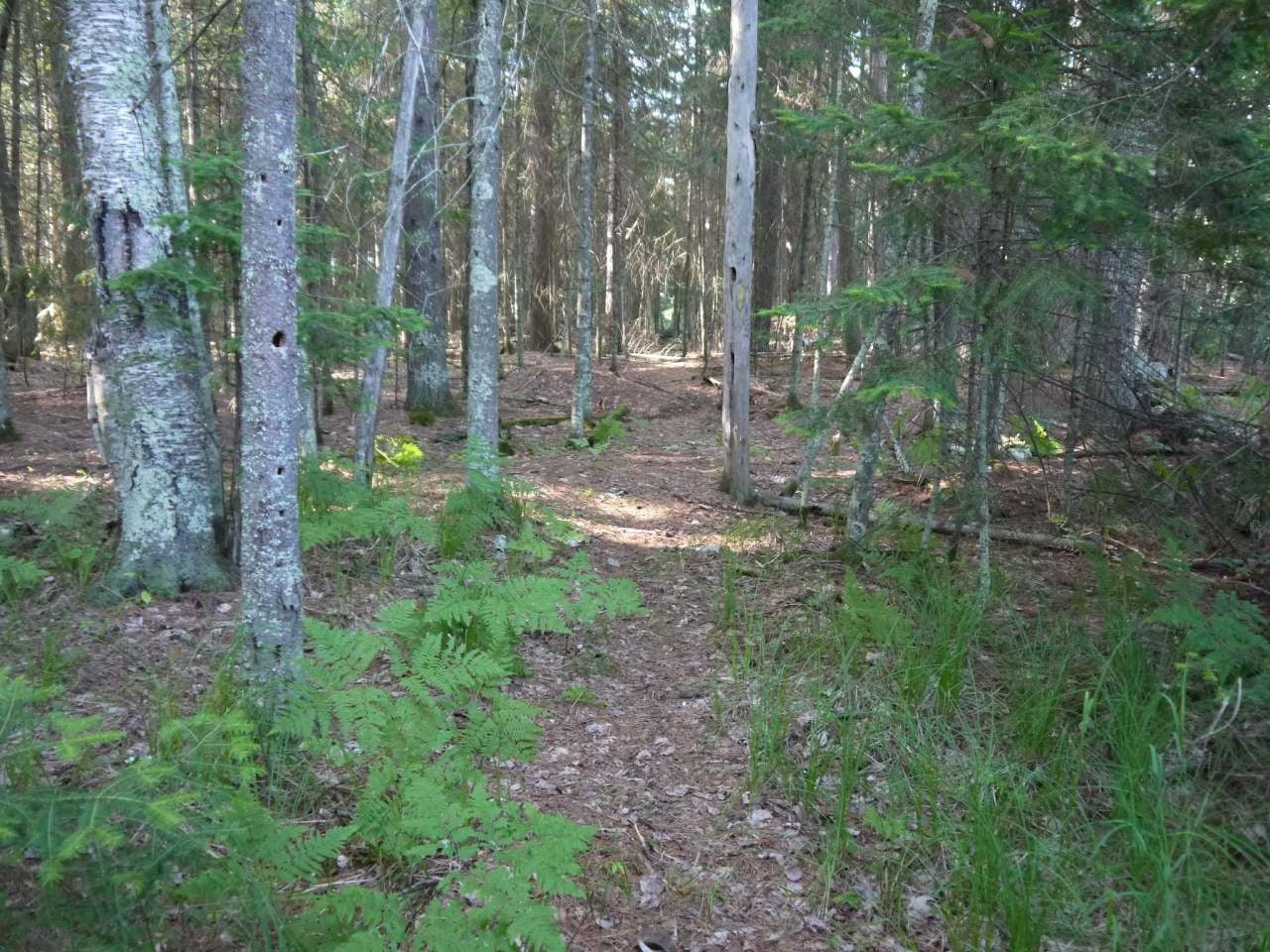 On Herdner Road Eagle River, WI 54521 - Photo 2 of 20 Gallery Image 2