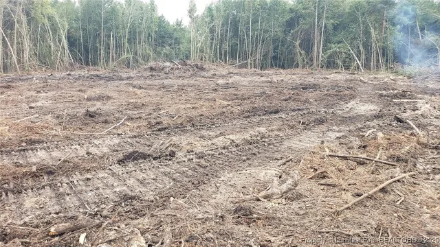 a view of a yard with a tree