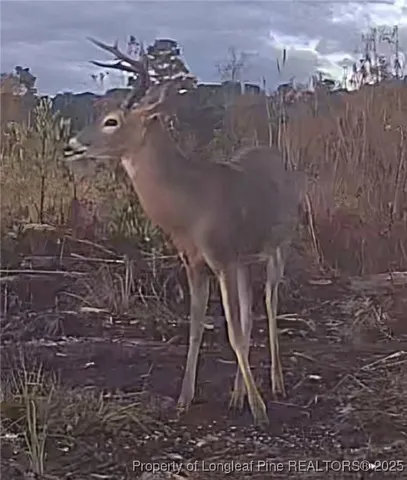 $325,000 | 52 Acres River, Lumberton, NC 28360