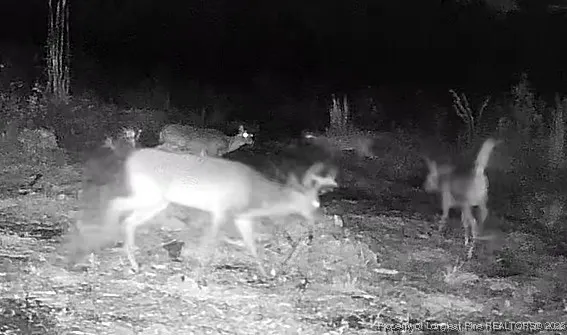 $325,000 | 52 Acres River, Lumberton, NC 28360