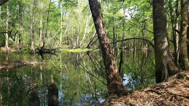 a view of trees and covered with trees