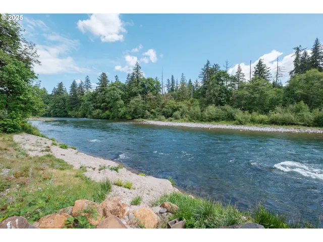 a view of a backyard with plants and large trees