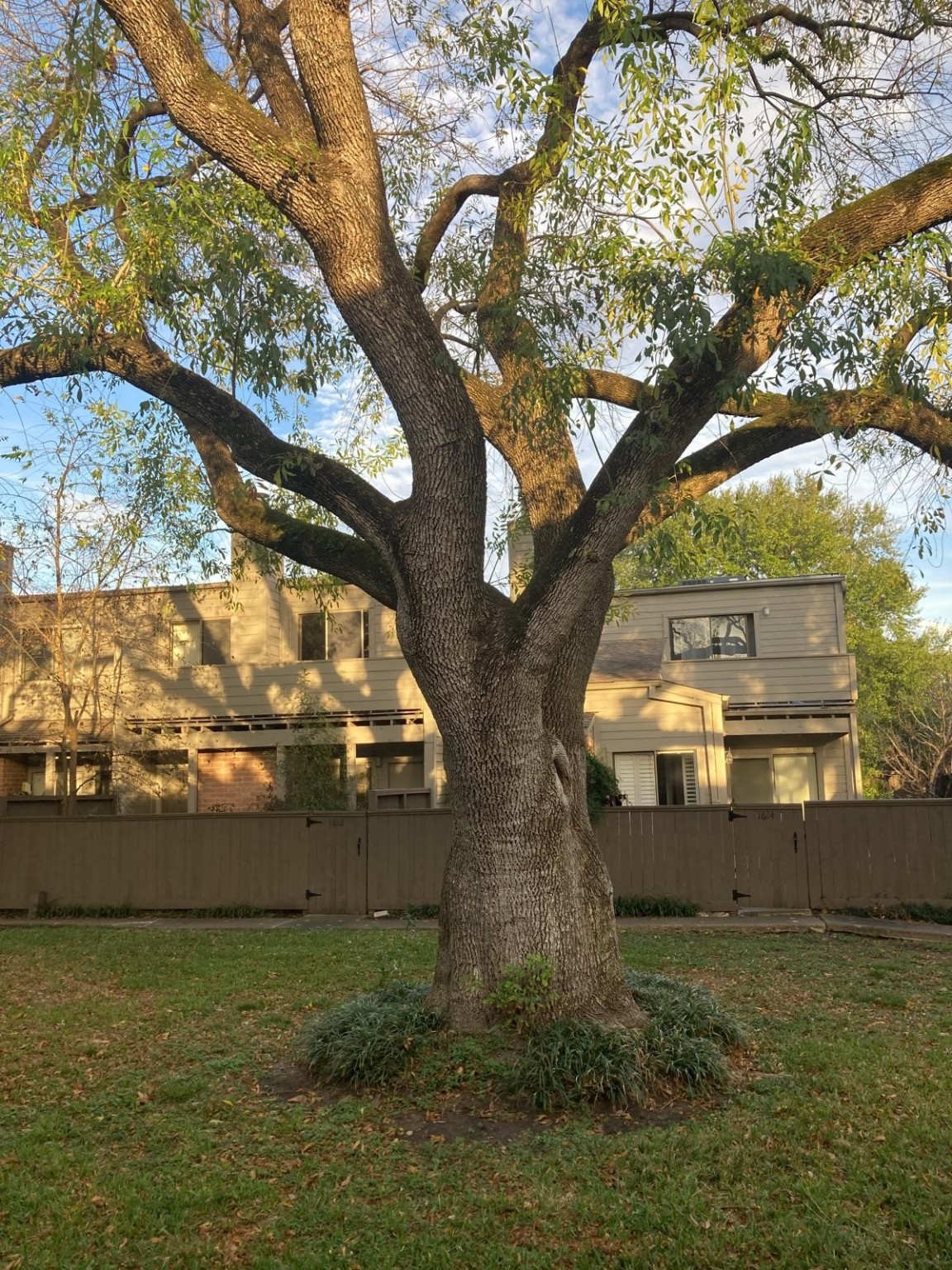 1623 Prairie Grove Drive Houston, TX 77077 - Photo 49 of 50 Courtyard