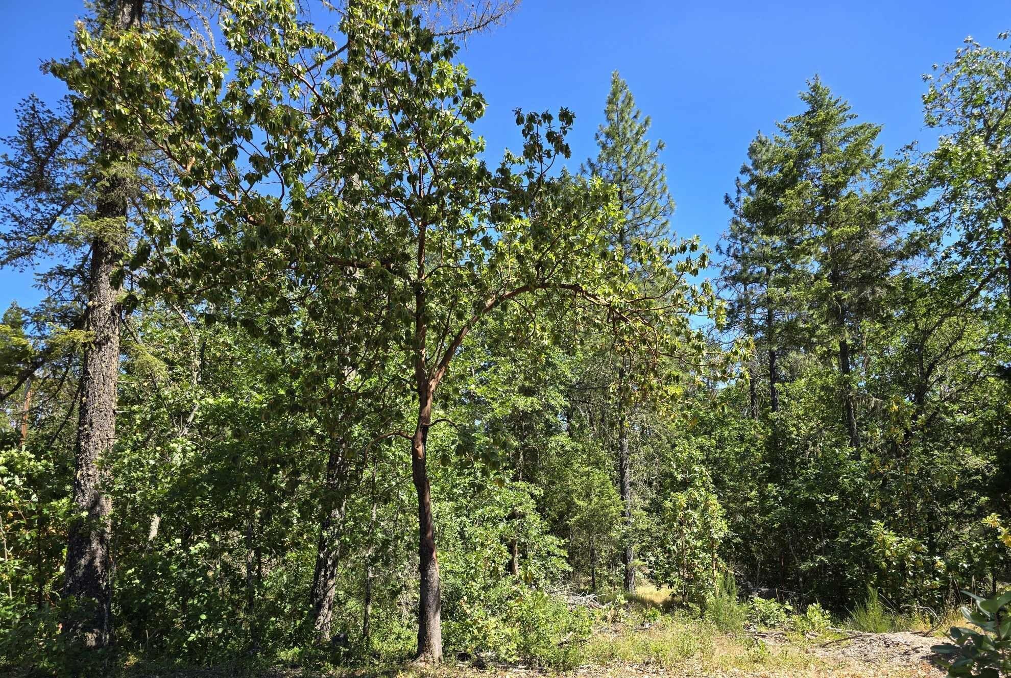 2604 Chapman Creek Road Cave Junction, OR 97523 - Photo 29 of 33 2604 10