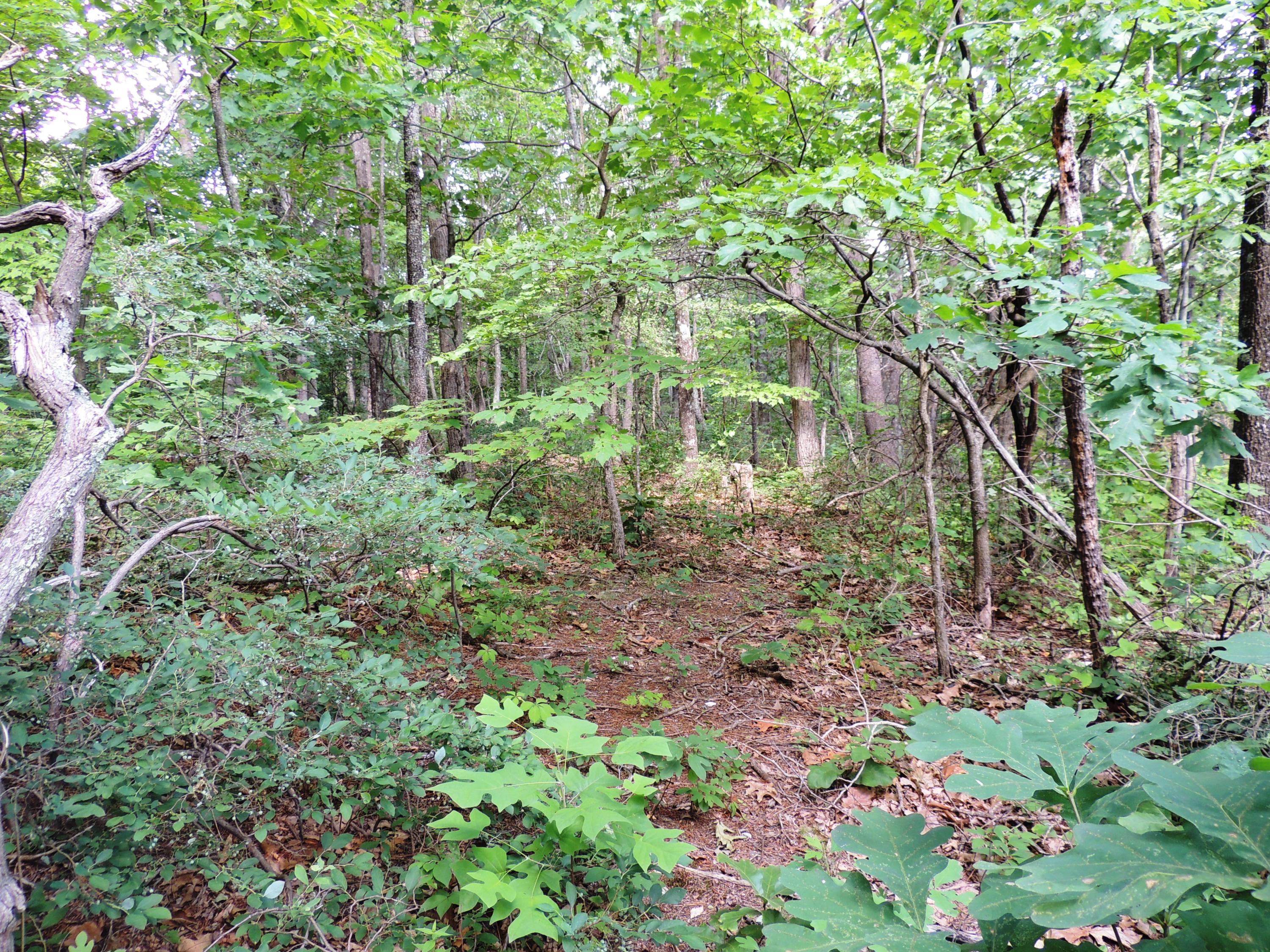 5426 Keffer Road Catawba, VA 24070 - Photo 27 of 30 Woods Behind House