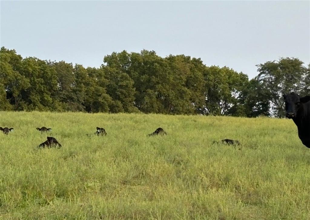 Southeast 95th Road Southeast Agency, MO 64401 - Photo 11 of 17