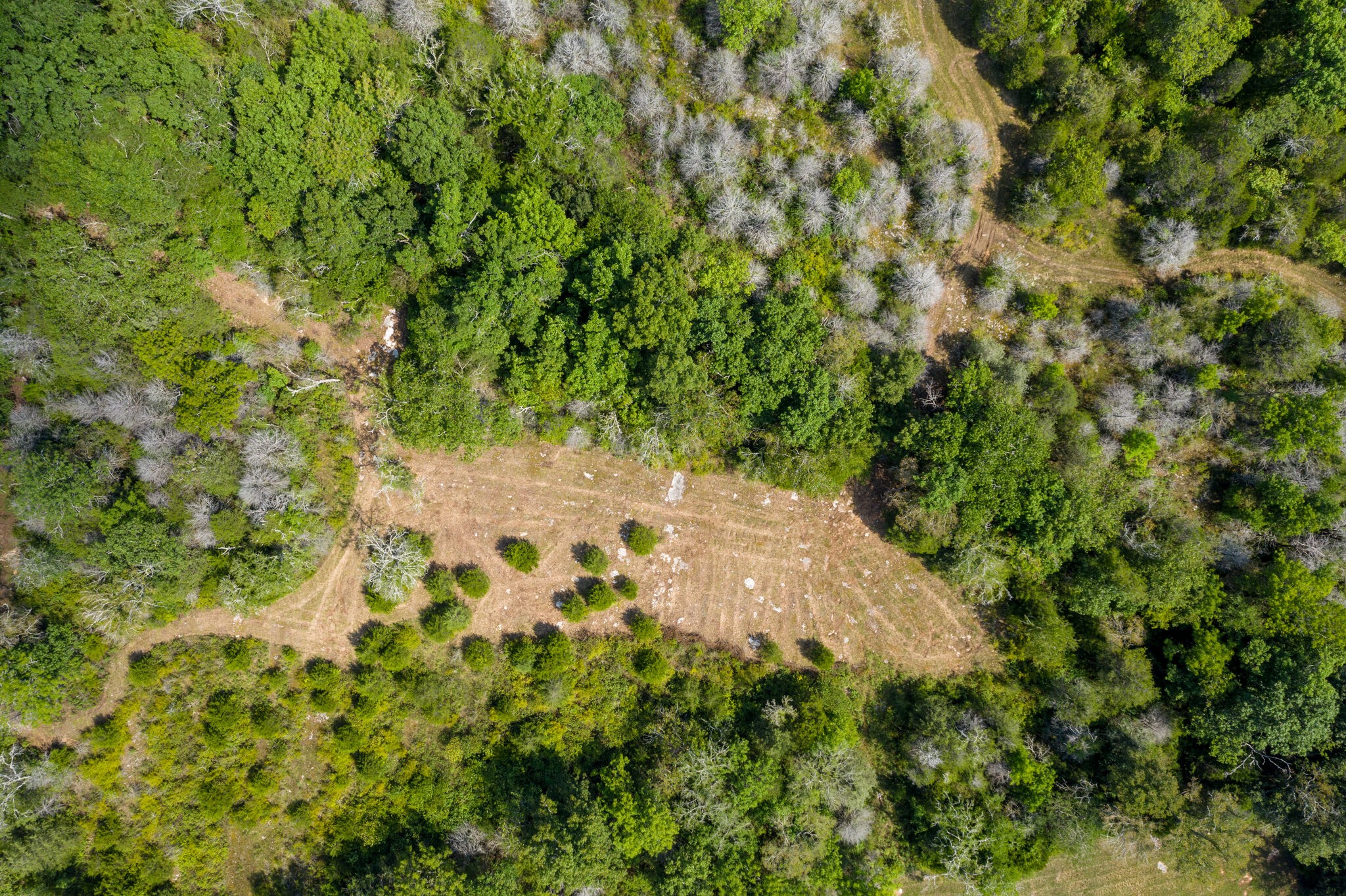 1 Rally Hill Cutoff Road Columbia, TN 38401 - Photo 15 of 21 a view of a yard with plants