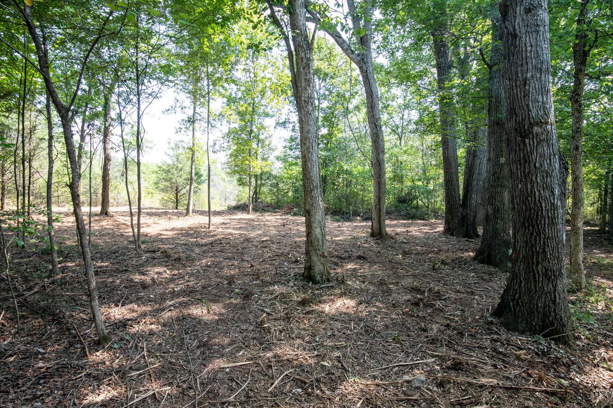 1 Rally Hill Cutoff Road Columbia, TN 38401 - Photo 3 of 21 a view of outdoor space and trees