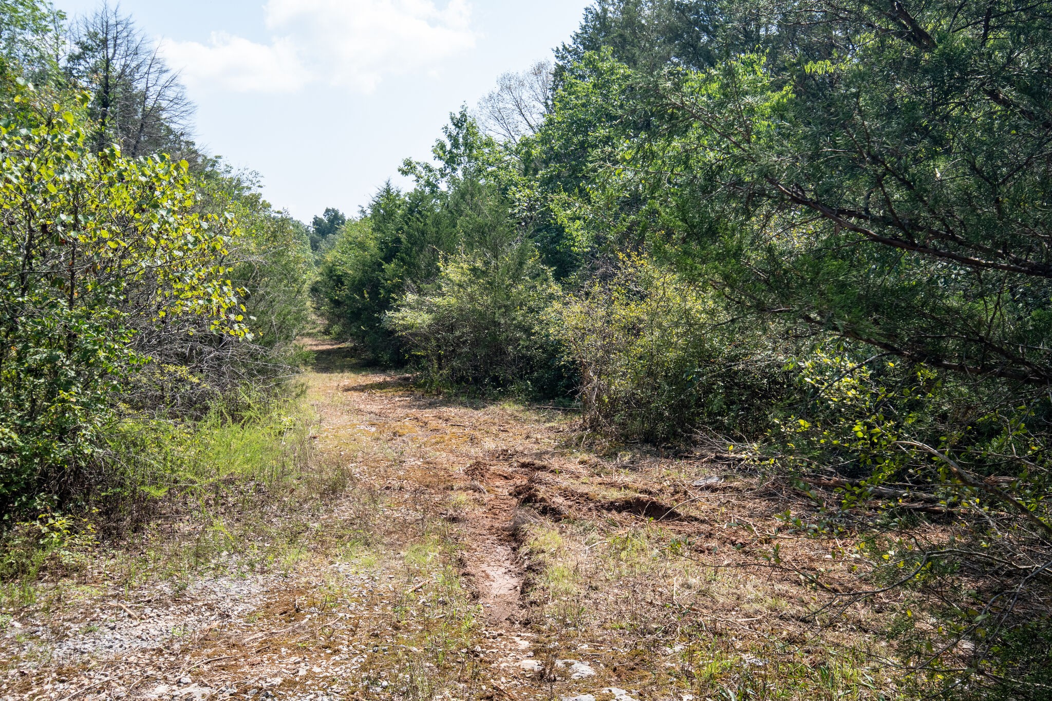 1 Rally Hill Cutoff Road Columbia, TN 38401 - Photo 6 of 21 a view of a forest with trees in the background