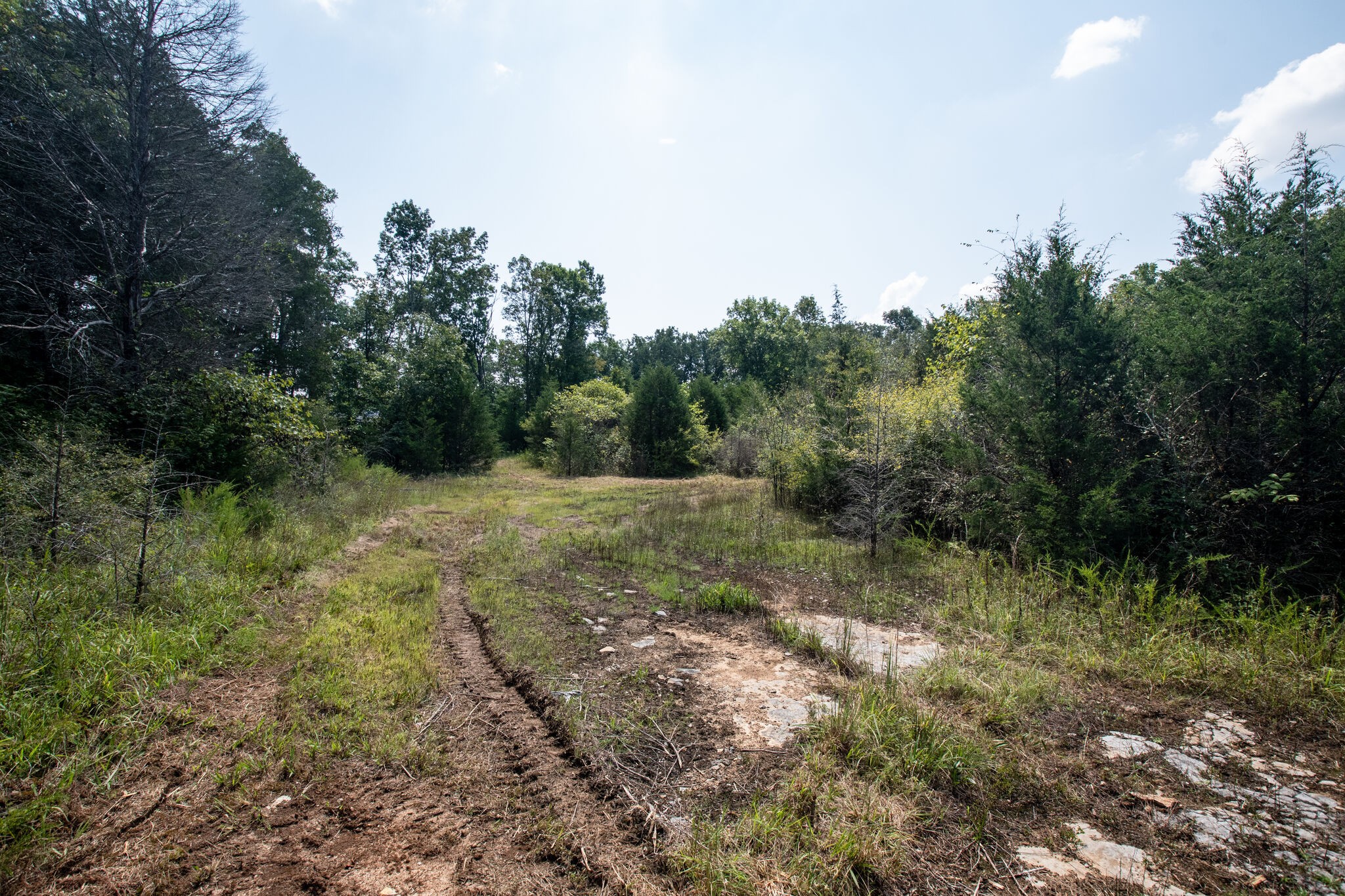 1 Rally Hill Cutoff Road Columbia, TN 38401 - Photo 8 of 21 a big yard with lots of green space and deers