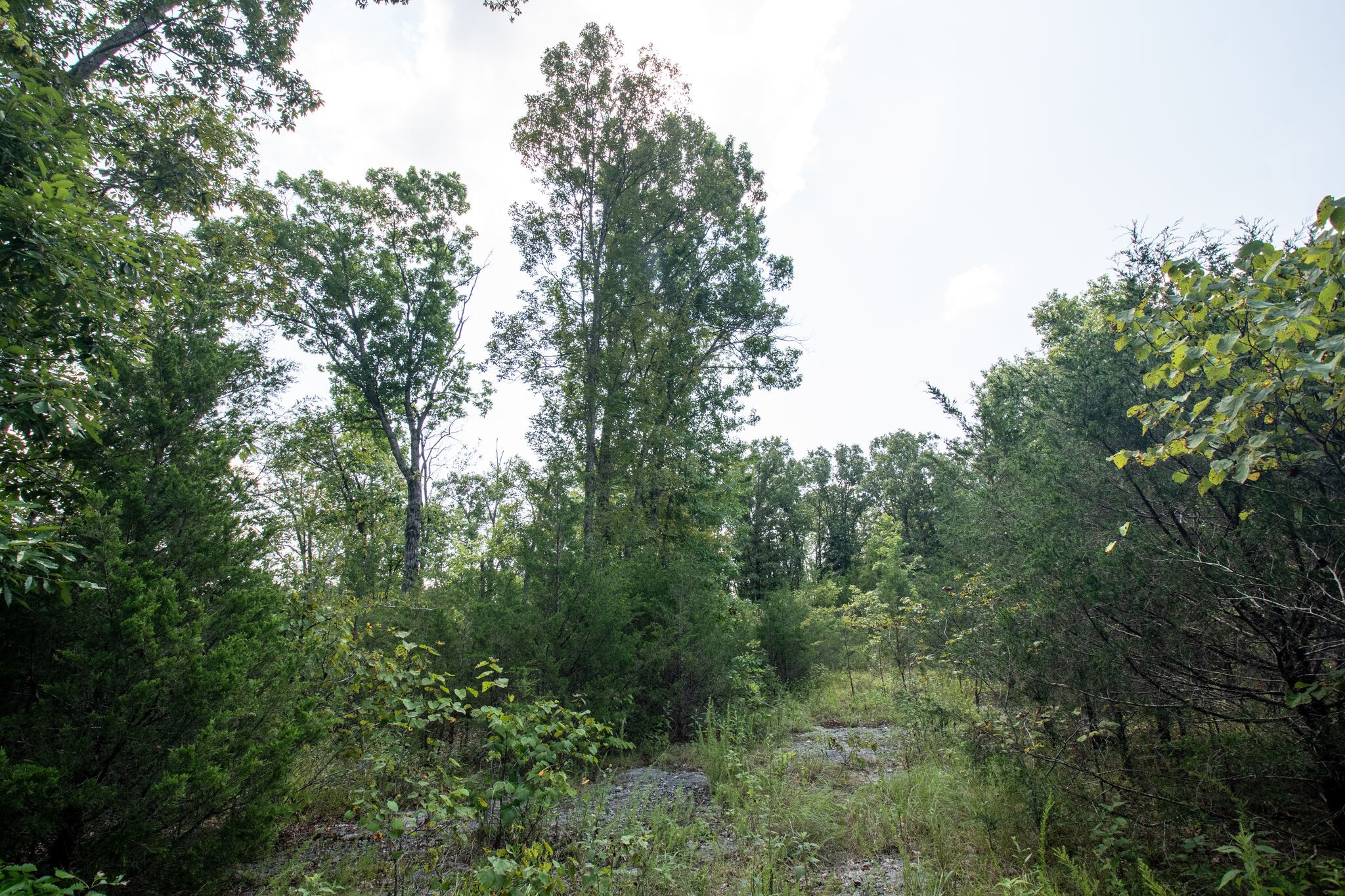 1 Rally Hill Cutoff Road Columbia, TN 38401 - Photo 10 of 21 a view of a forest with lots of trees