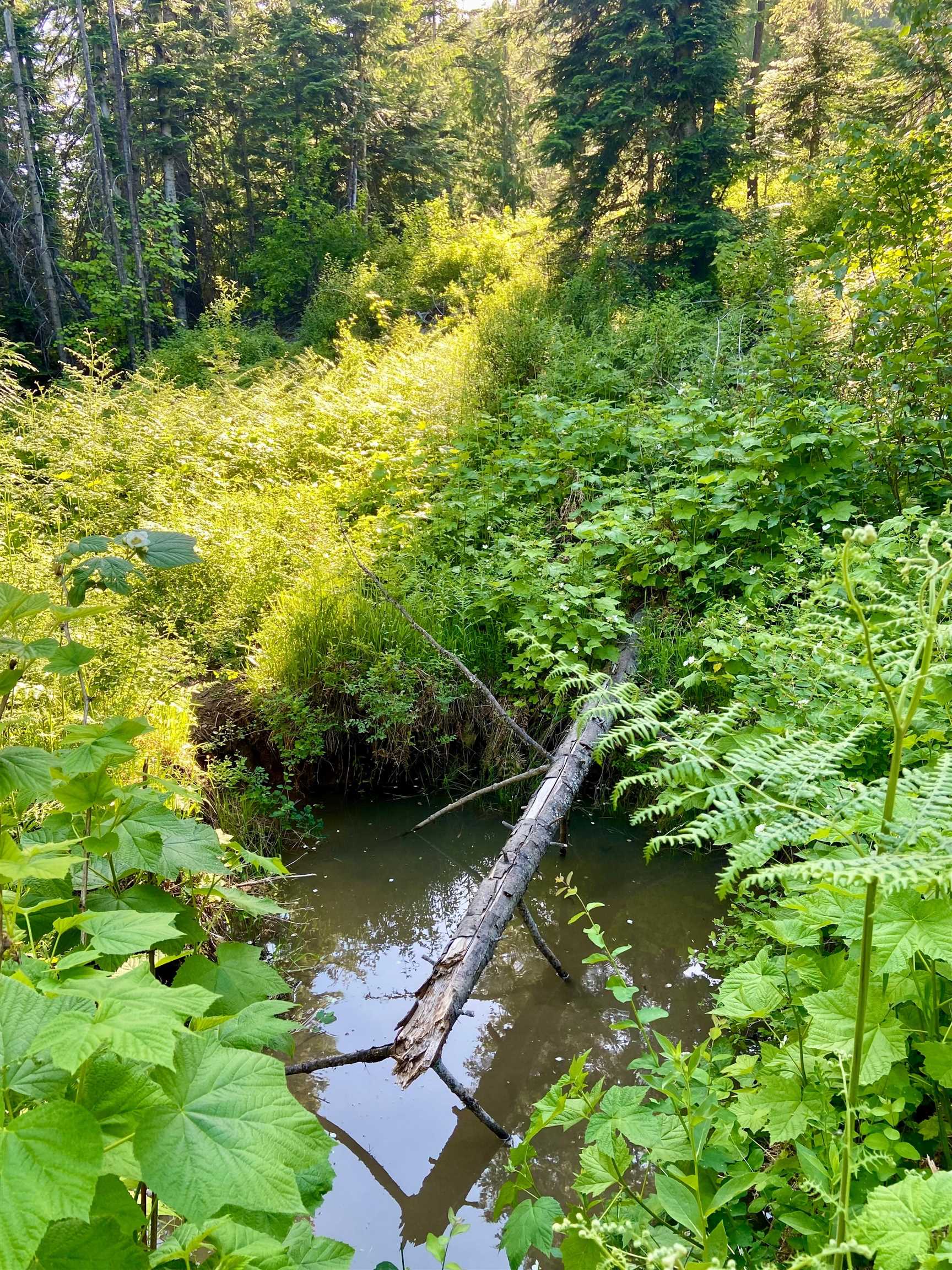 Tbd Buck Creek Road Newport, WA 99156 - Photo 26 of 50