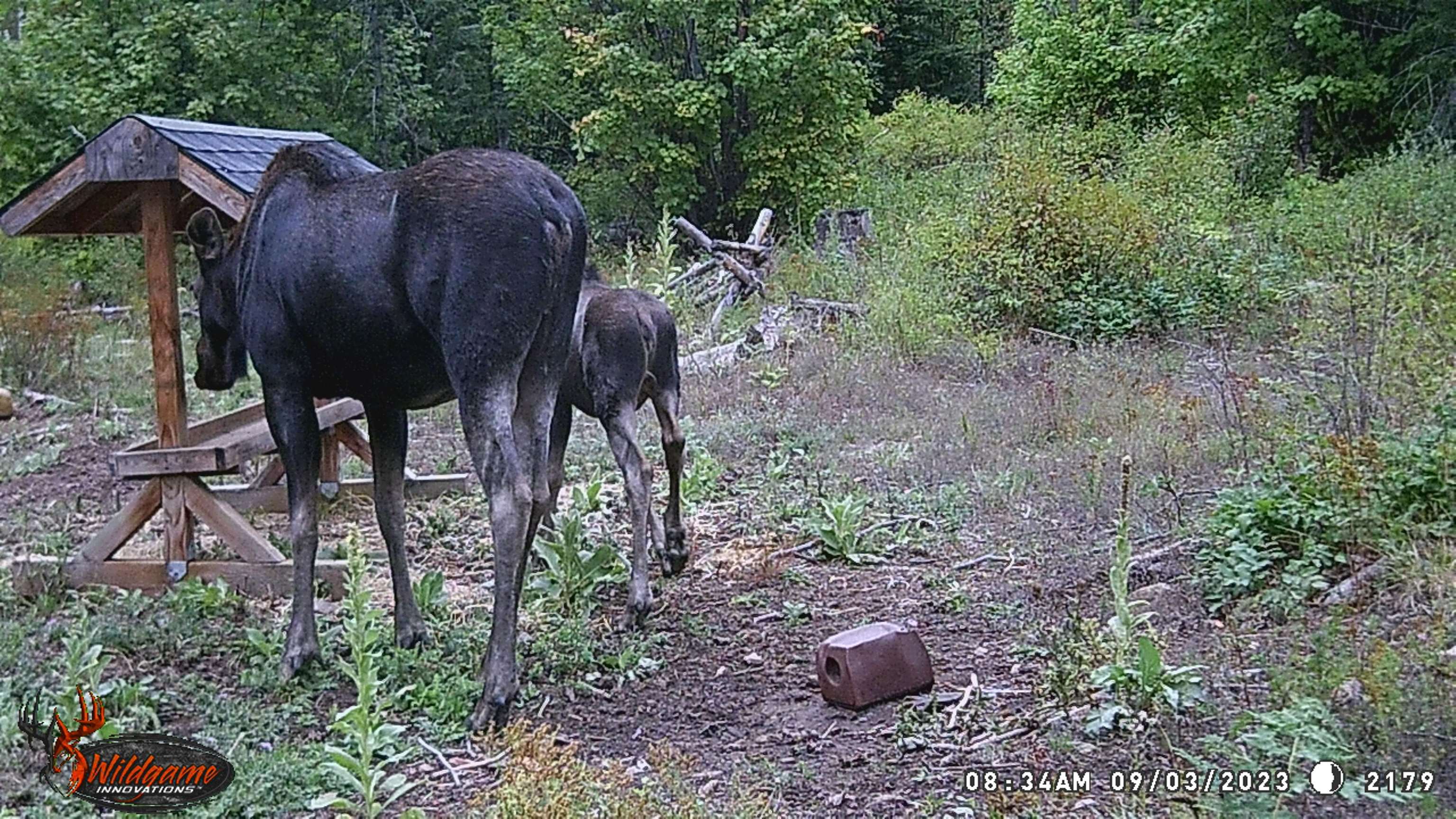 Tbd Buck Creek Road Newport, WA 99156 - Photo 38 of 50