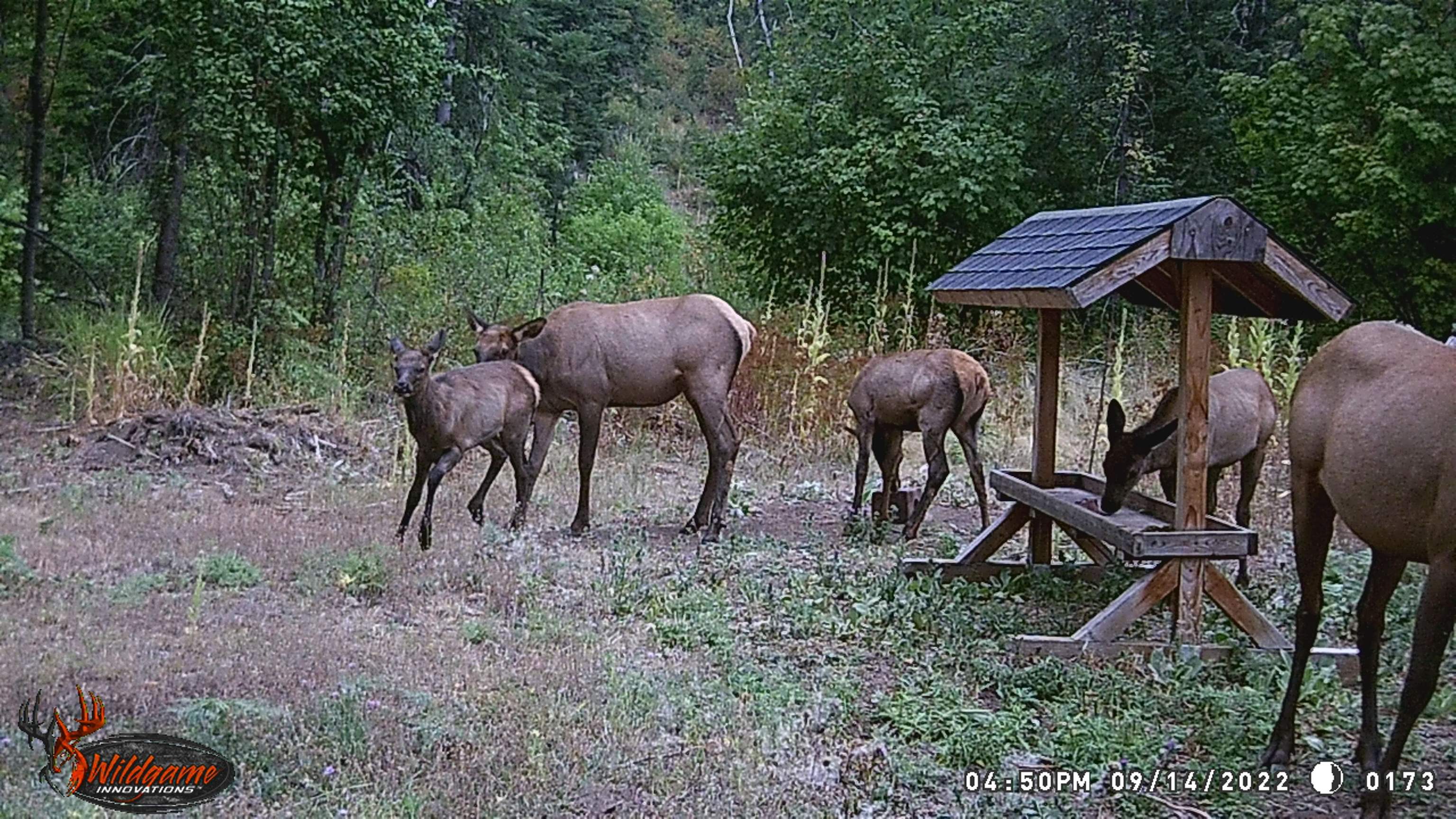 Tbd Buck Creek Road Newport, WA 99156 - Photo 40 of 50