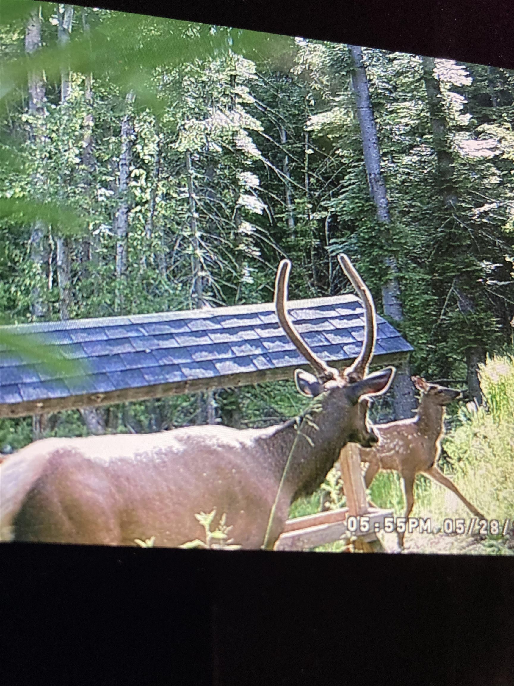 Tbd Buck Creek Road Newport, WA 99156 - Photo 41 of 50
