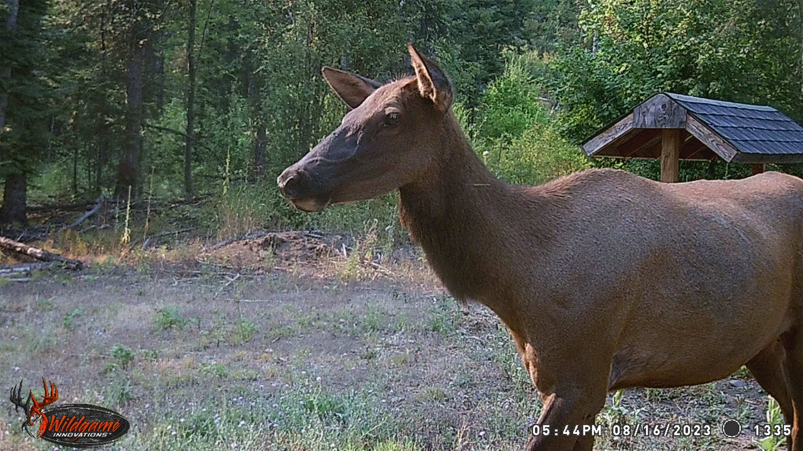Tbd Buck Creek Road Newport, WA 99156 - Photo 42 of 50