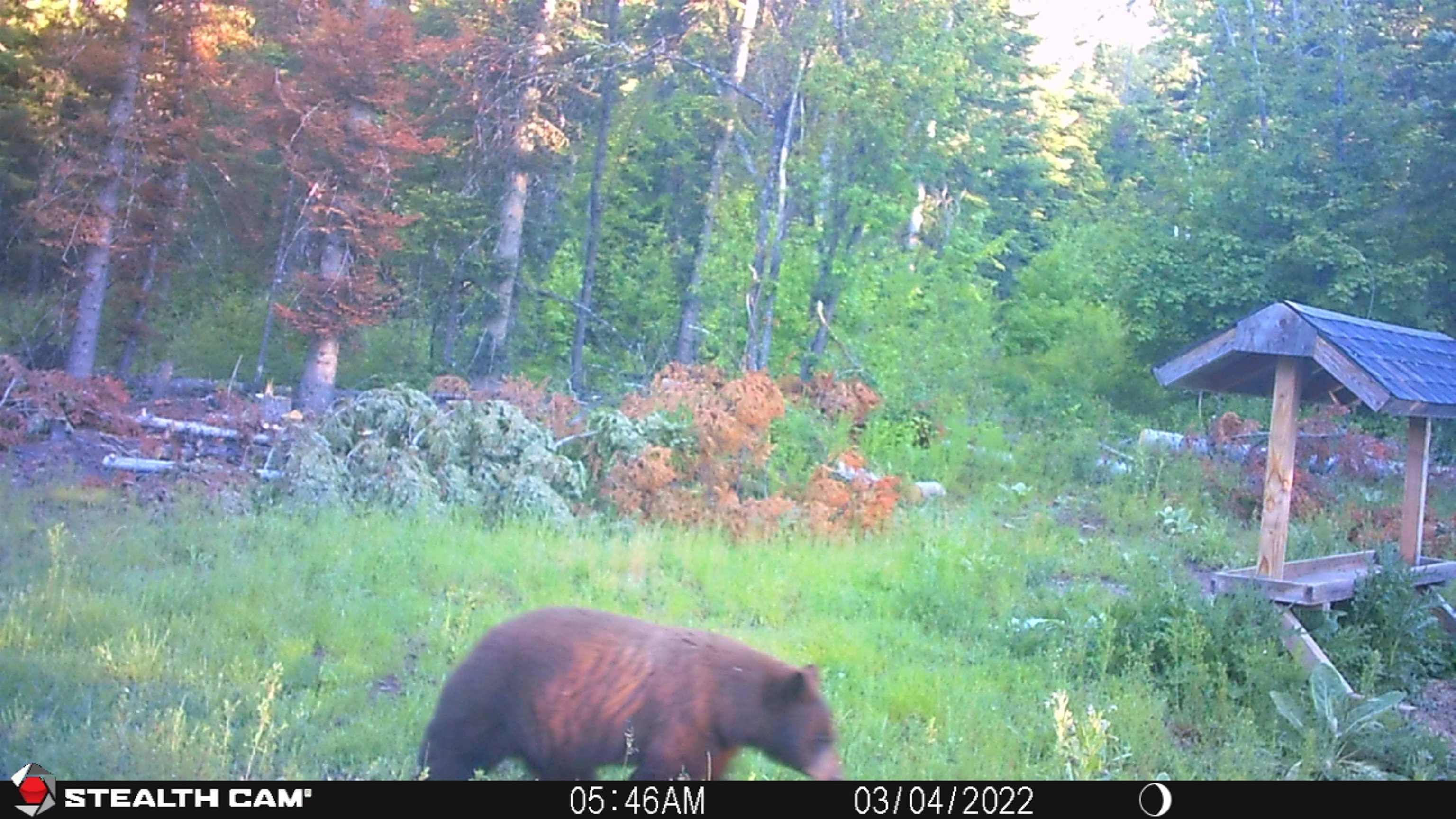 Tbd Buck Creek Road Newport, WA 99156 - Photo 45 of 50