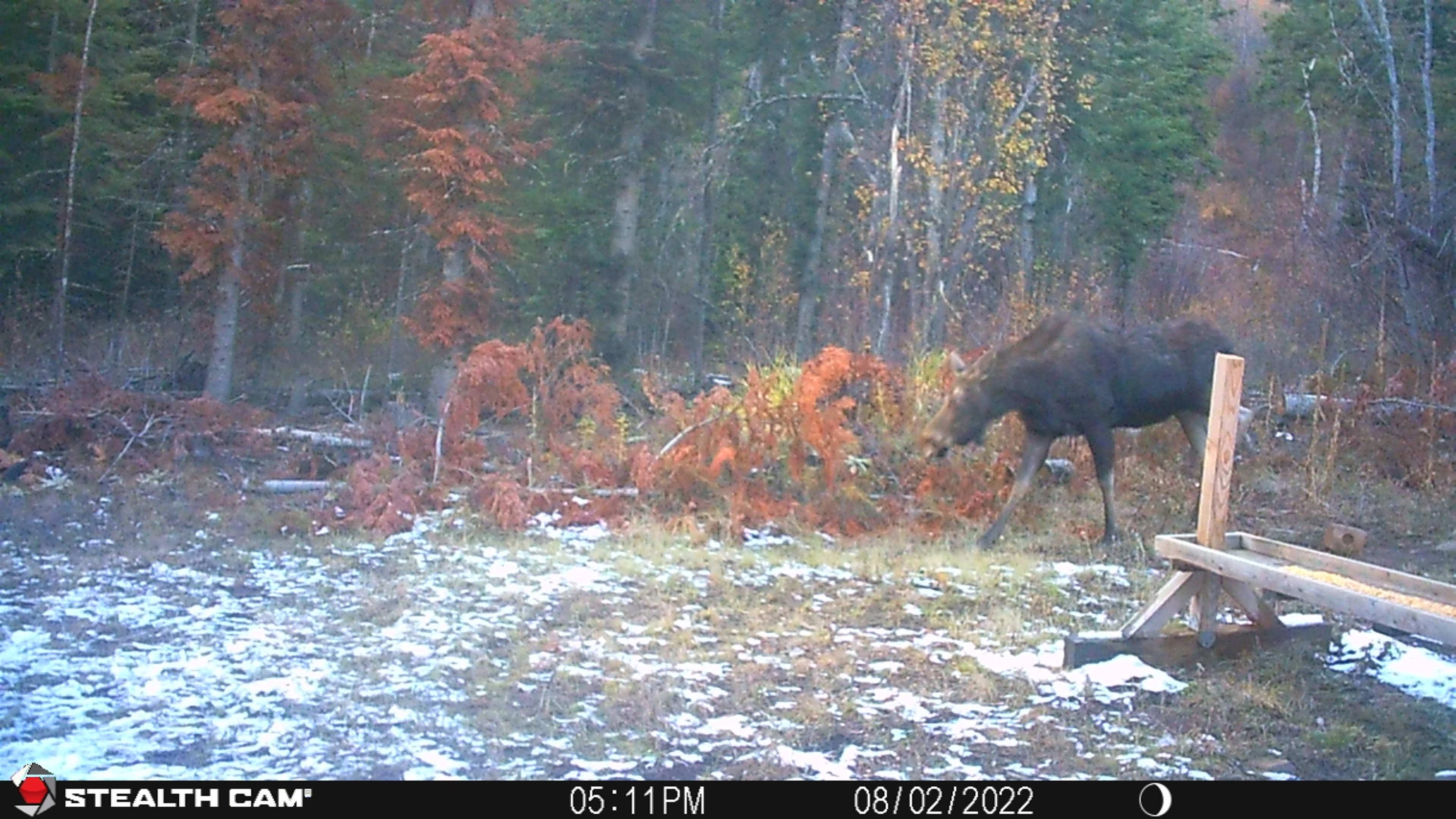Tbd Buck Creek Road Newport, WA 99156 - Photo 46 of 50
