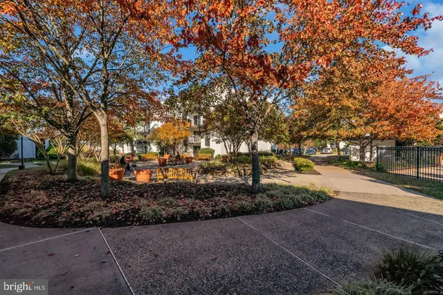 a view of road with large trees