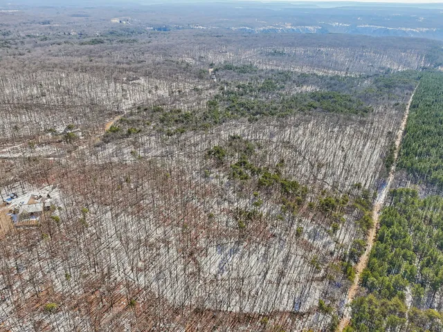 a close up of a plant in a field